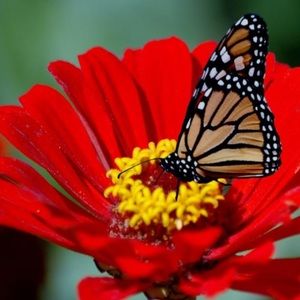 Meet your Posher, Maxwell